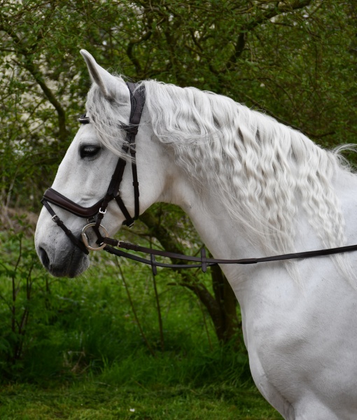 Rhinegold Softee Leather Anatomical Flash Bridle